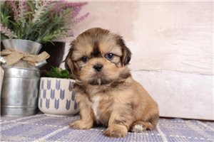 Waldo - Shih Tzu for sale