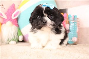 Daisy - Shih Tzu for sale
