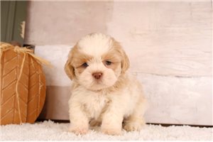 Tank - puppy for sale