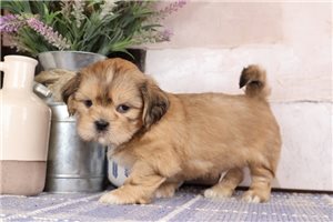 Wally - puppy for sale