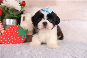 Diana - puppy for sale