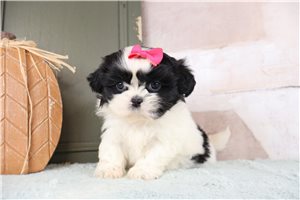 Trinity - puppy for sale