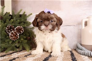 Harley - Shih Tzu for sale