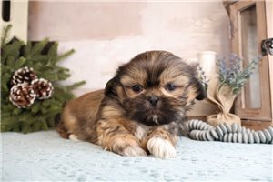 Nico - Shih Tzu for sale