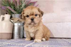 Wallace - puppy for sale