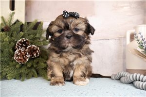 Nadine - Shih Tzu for sale