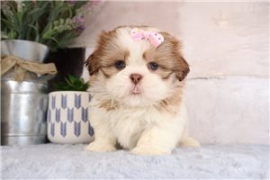 Katalina - puppy for sale