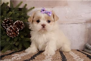 Harriet - Shih Tzu for sale