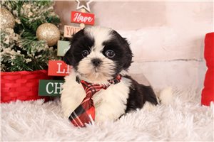 Gavin - Shih Tzu for sale