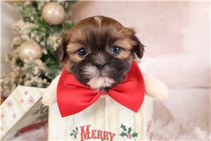 Gordon - Shih Tzu for sale