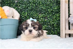 Capri - puppy for sale