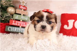 Goldie - Shih Tzu for sale
