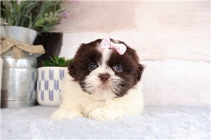 Khloe - puppy for sale