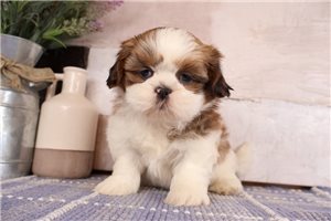Dylan - Shih Tzu for sale