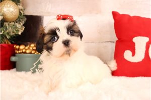 Doodle - Shih Tzu for sale