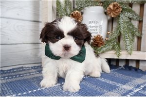 Axel - Shih Tzu for sale