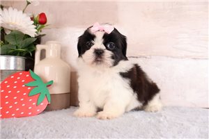 Diamond - puppy for sale