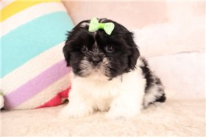 Delilah - puppy for sale