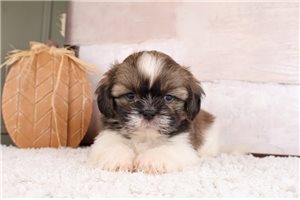 Tango - Shih Tzu for sale