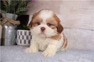 Kevin - puppy for sale