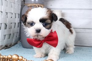 Patch - Shih Tzu for sale