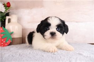 Deputy - Shih Tzu for sale