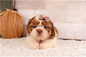 Tala - puppy for sale