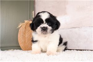 Talbot - puppy for sale