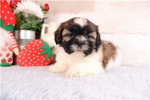 Denzel - puppy for sale