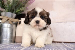 Daniel - puppy for sale