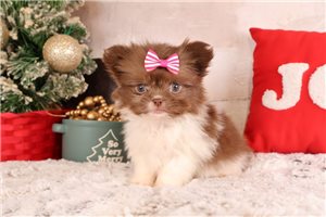 shpom25335-4 110 - Shihpom for sale