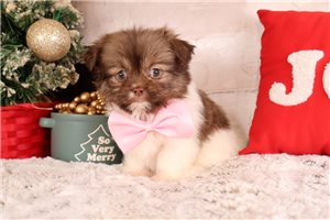 shpom25335-2 108 - puppy for sale