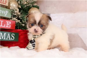 Zane - Shihpom for sale