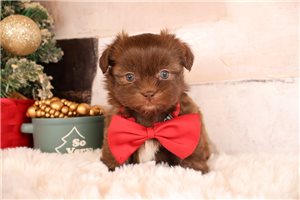 Tiny - puppy for sale