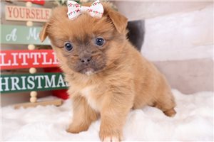 Zoey - Shihpom for sale