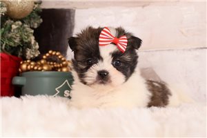 Tiffany - puppy for sale