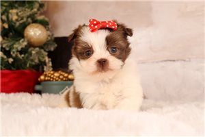 Teesha - Shihpom for sale