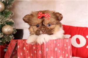 shpom25335-5 111 - Shihpom for sale