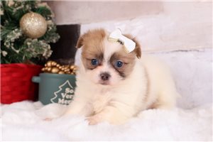 Zinnia - Shihpom for sale