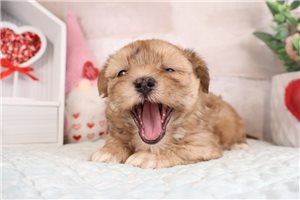 Lance - Shorkie for sale