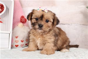Ladora - Shorkie for sale