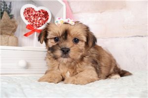 Laika - Shorkie for sale