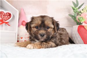 Lambert - Shorkie for sale