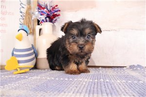 Vaughn - Silky Terrier for sale