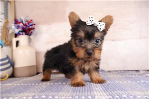 Velma - Silky Terrier for sale