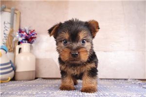 Vern - Silky Terrier for sale