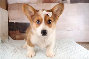 Wendy - Pembroke Welsh Corgi for sale