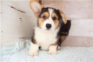 Wally - puppy for sale