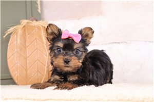 Calista - puppy for sale