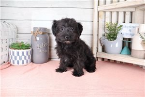Gavin - puppy for sale